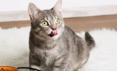 ôèθڴ