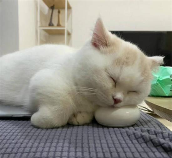 猫叫春一般会持续多少天?