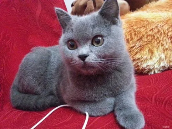 猫咪血尿的原因是什么