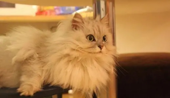 猫咪的眼睛好像发炎了