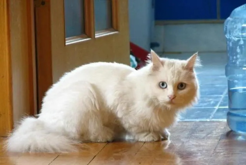 猫一般在几点分娩?