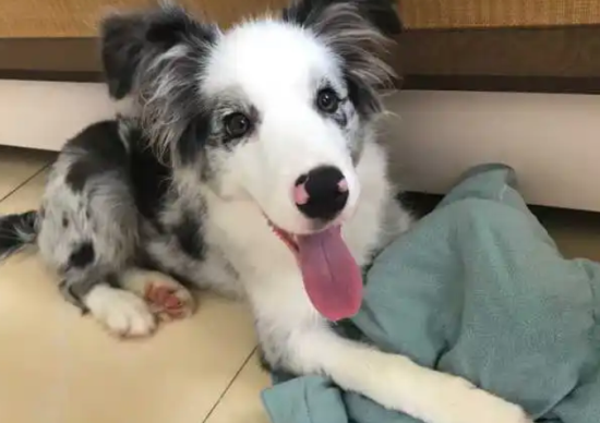陨石边境牧羊犬的价格是多少