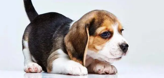ϻ˳ʲô