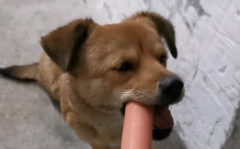 ܳԻȳ