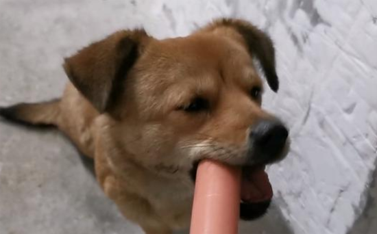 ܳԻȳ