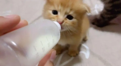 ôèƿĳ