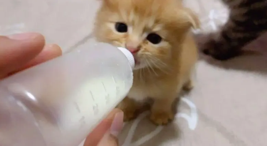 ôèƿĳ