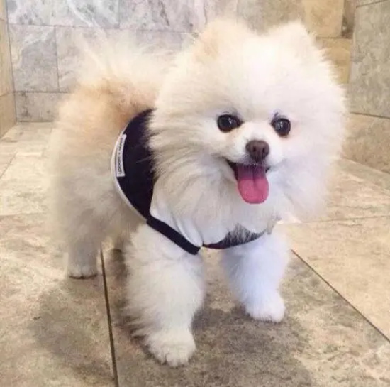 ЩΪӦʱ