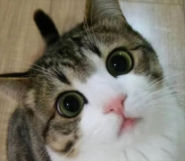 è֡ˡ͡ˡģ