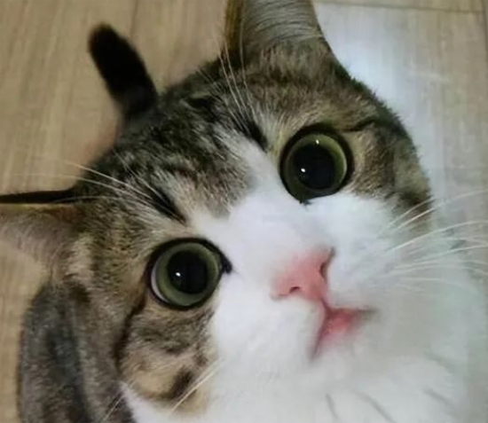 è֡ˡ͡ˡģԭô