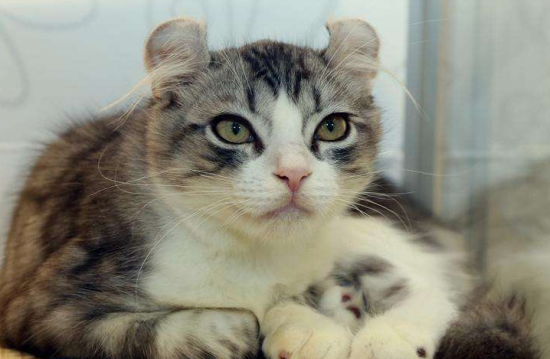 猫发情可以做绝育吗 会对身体造成伤害吗