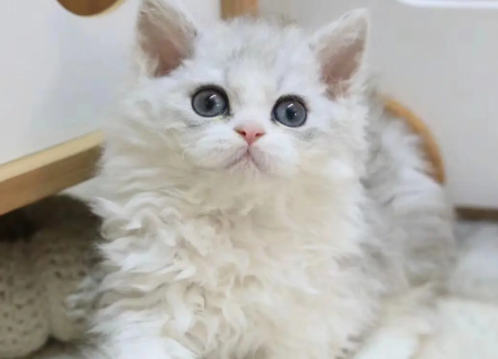 èܴʲô˼