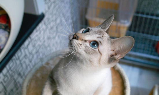 出生2天小猫拉稀