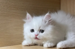 ӻèж
