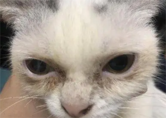 èۣô
