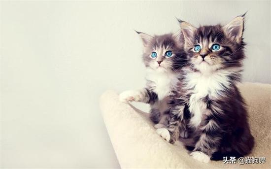 猫发情一般会持续多久
