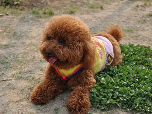 狗怀孕几个月生?