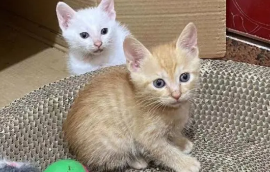 猫绝育前准备 需要禁食禁水多久你知道吗
