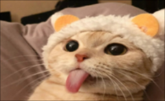 èͷɶ˼?