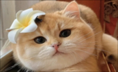 èܳԵĶʲô