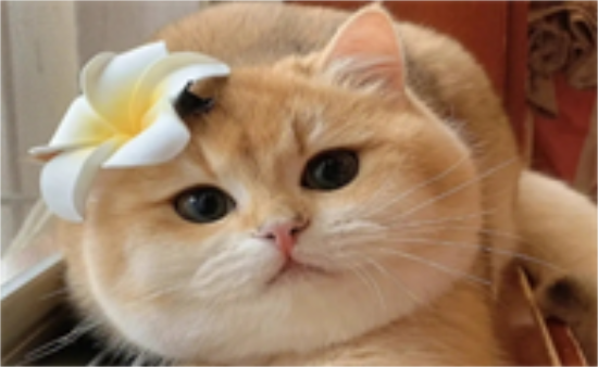 èܳԵĶʲô