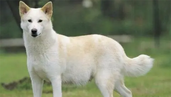 卡南犬在哪里有卖