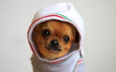 ȮϸСʲôΣ