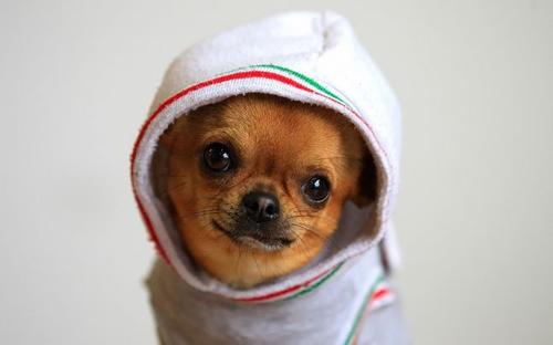 ȮϸСʲôΣ
