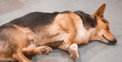 ȫ鴤ʲô