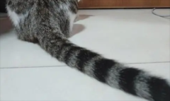 èβͺʲôԭ