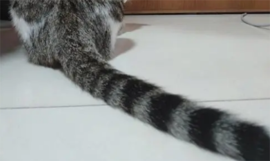 èβͺʲôԭ