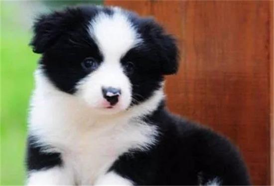 哪里有卖边境牧羊犬 怎么买牧羊犬