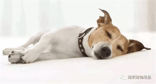 狗狗打了10天的犬瘟单抗和血清去测犬瘟热病毒会有影响吗?