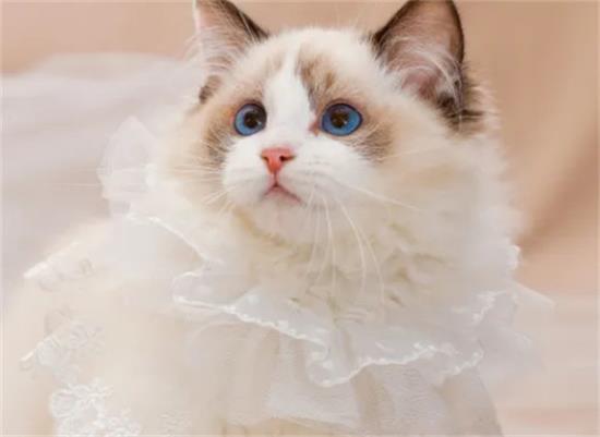 猫怀孕是几个月生产