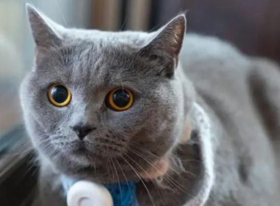 猫咪导尿后的症状 猫咪尿不出来是正常现象吗