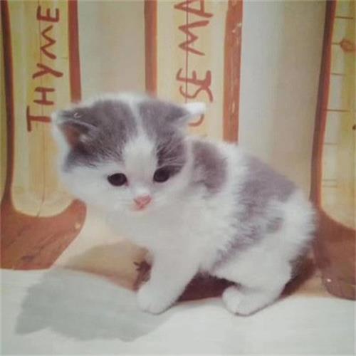 猫会生空胎盘 为什么只有胎盘没有小猫
