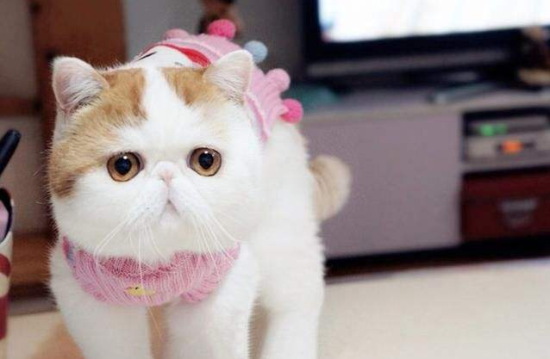 猫脂肪组织炎是什么