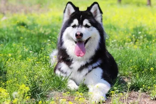 犬瘟热抽搐怎么回事
