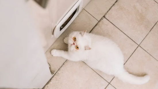 СèΪʲôëèëԭͽ취