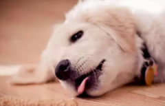˯