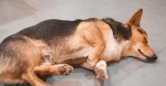 ˯ʱ鴤Ϊʲô