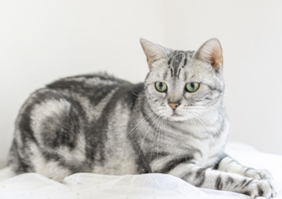 猫咪哪些情况不可以打疫苗
