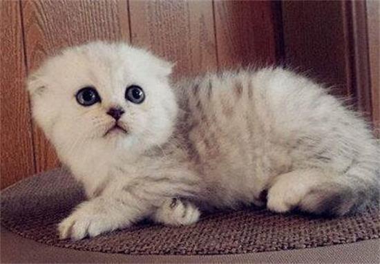 把猫的蛋蛋割了会怎么样 会影响发腮吗