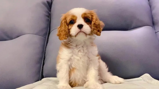 查理士王小猎犬价格 查理士王小猎犬多少钱