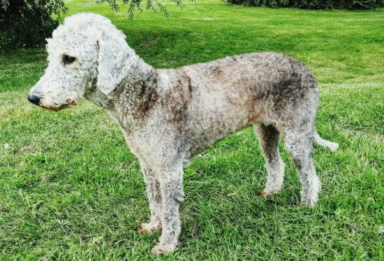 狗狗怀孕后几个月生产?