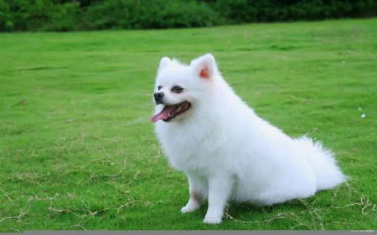 ٵԭ