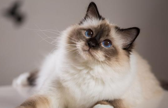 猫咪尿结石的症状表现