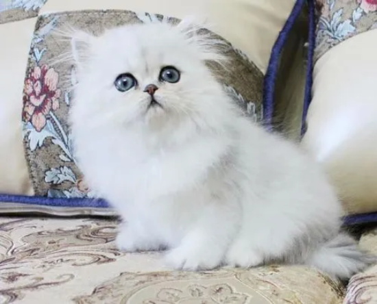 绝育后的猫还到处尿 可能是手术中这一步错了!