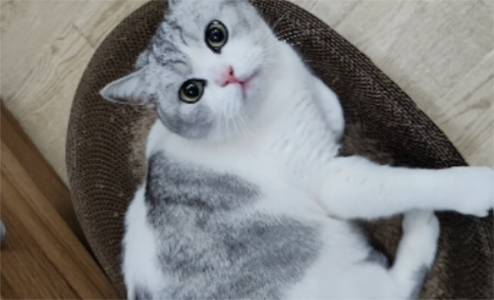 猫不让摸肚子一摸就叫