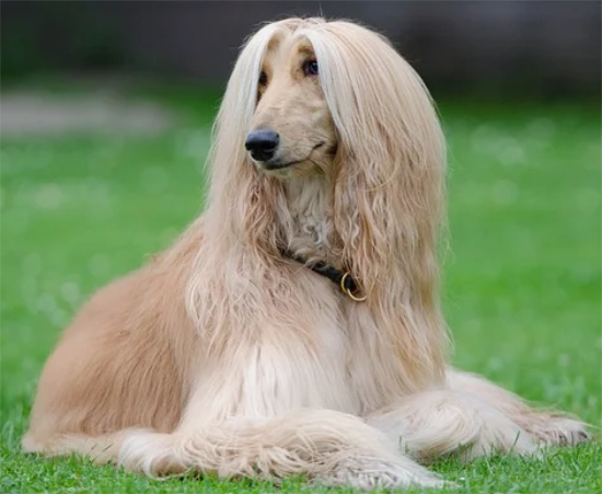 阿富汗猎犬价格 阿富汗猎犬多少钱一只